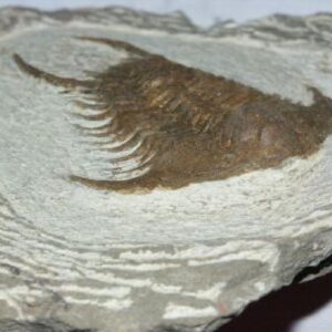 Devonian period